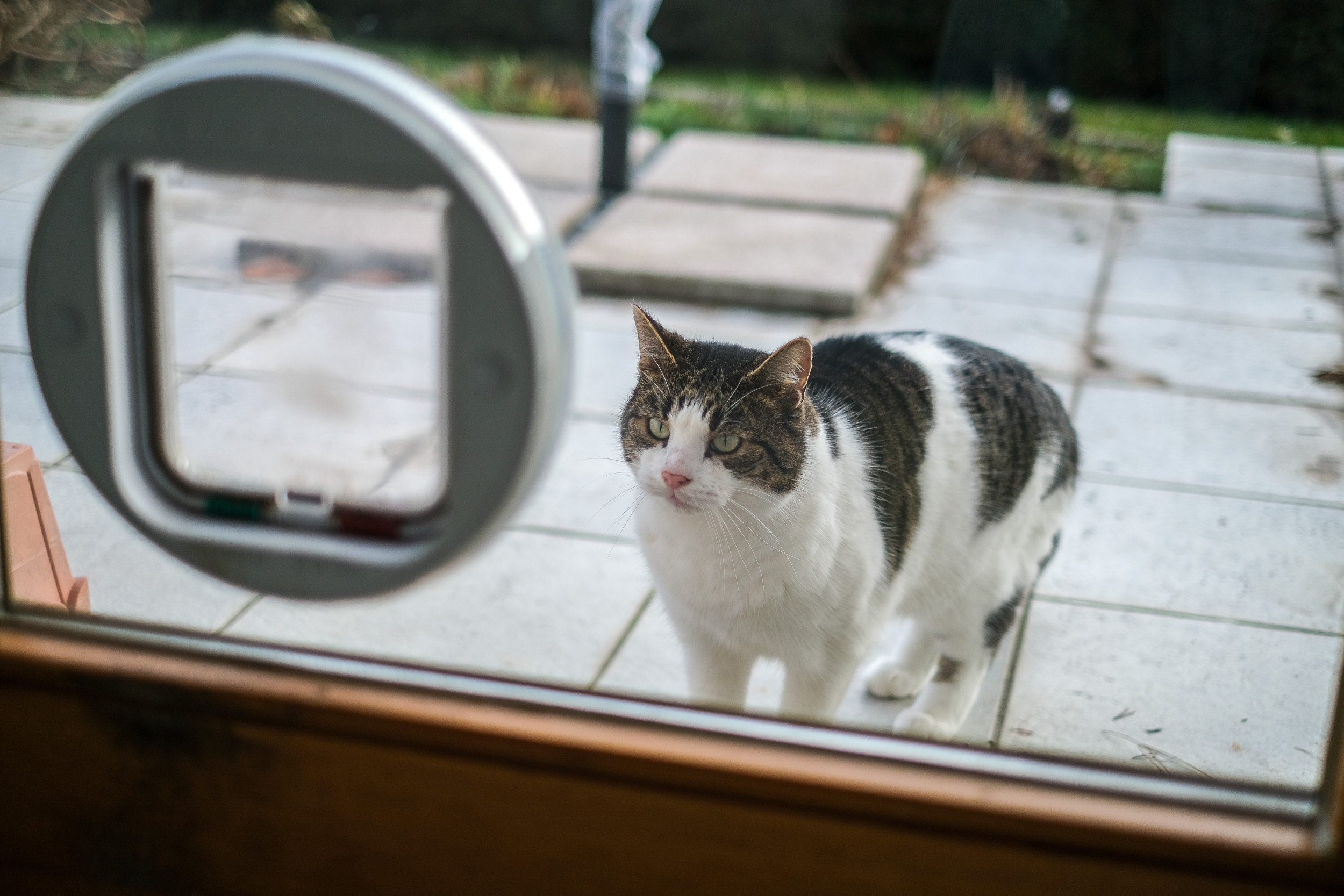 Hilarity as Cat Refuses To Use Pet Flap, Insists Owner Open Door: ‘Queen’
