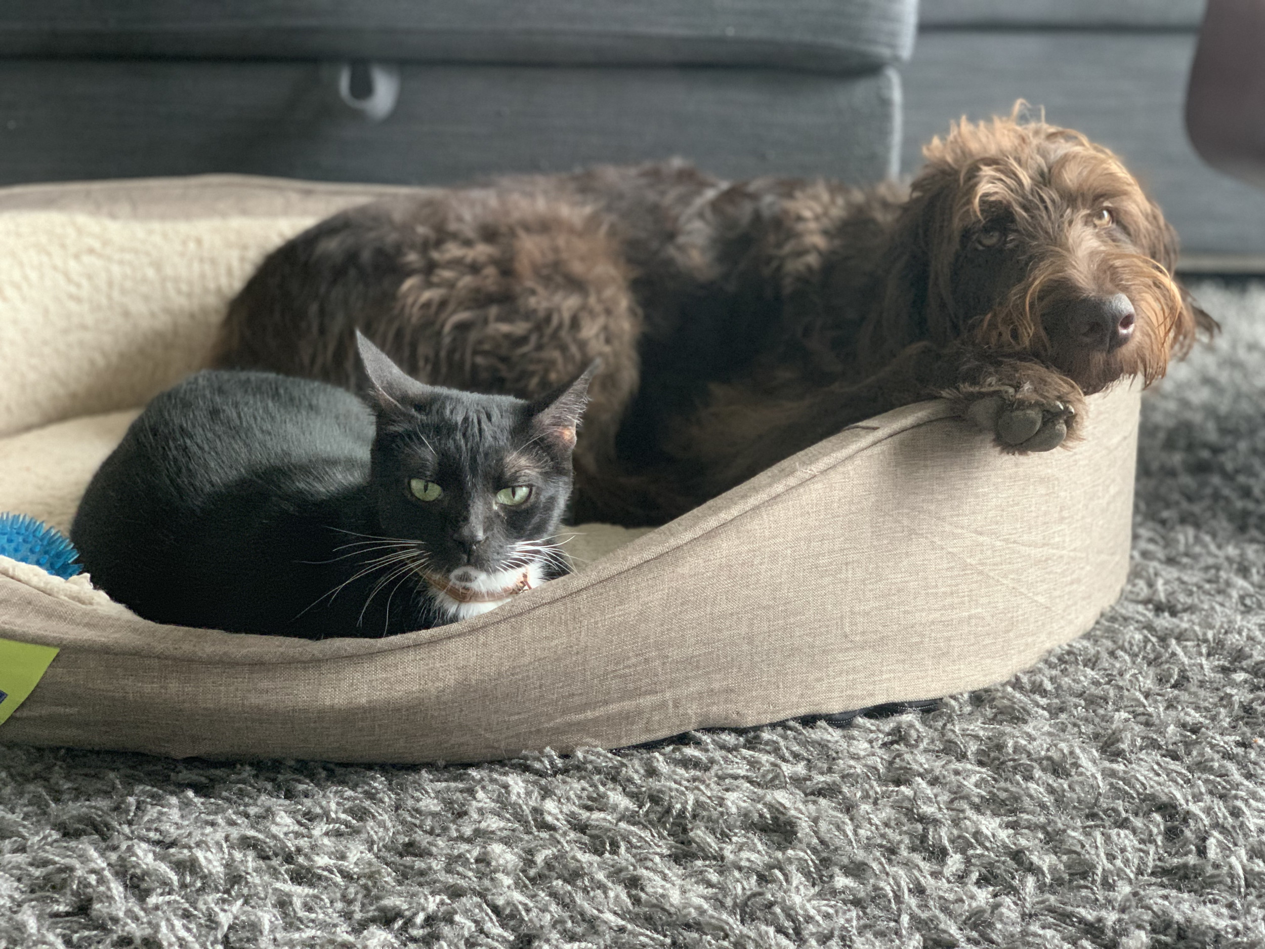 Hilarious Sign That ‘Puppy Is Being Raised by Cats’ Delights Internet