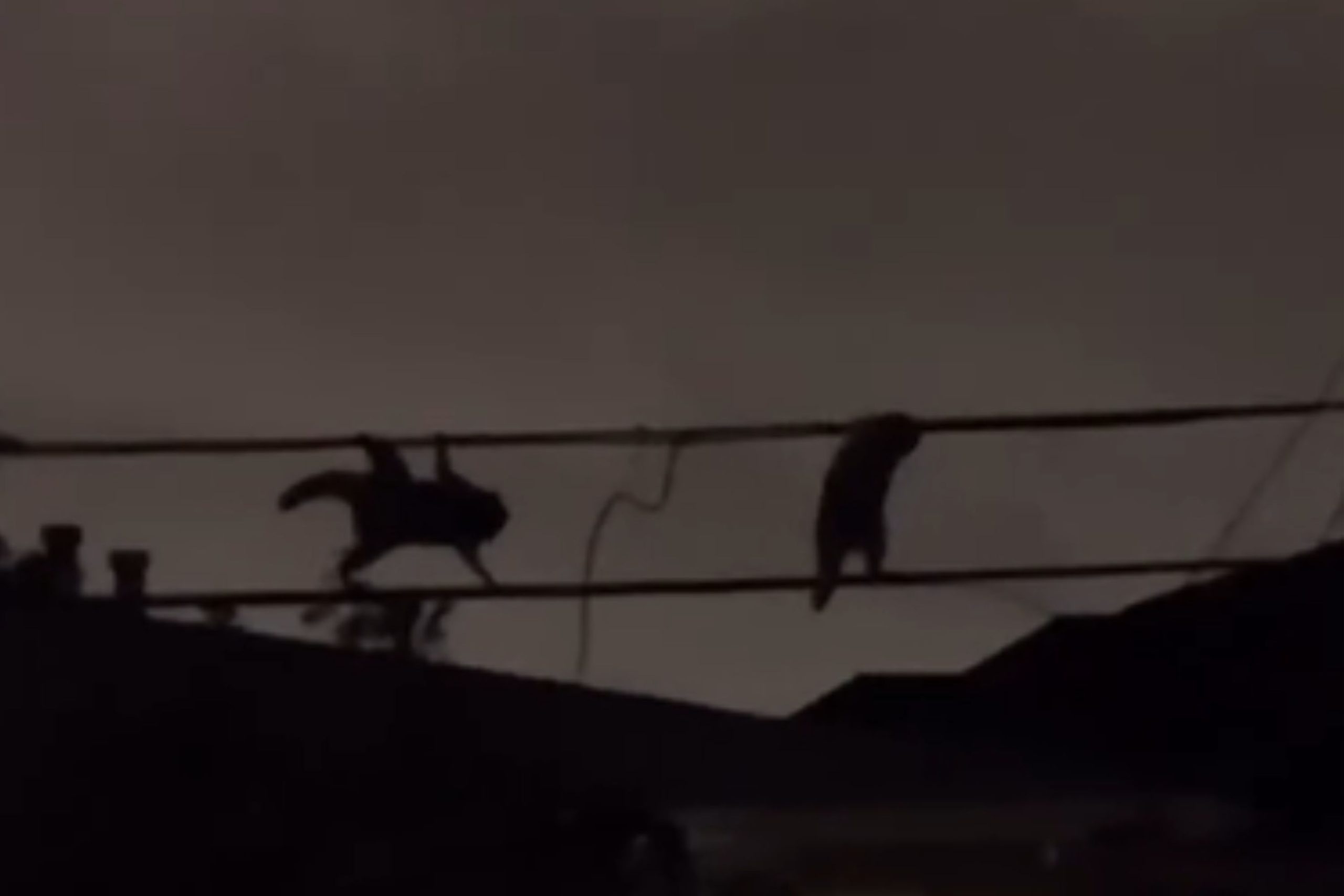 Watch as Raccoons Slink on City Power Lines During ‘Top Secret Mission’