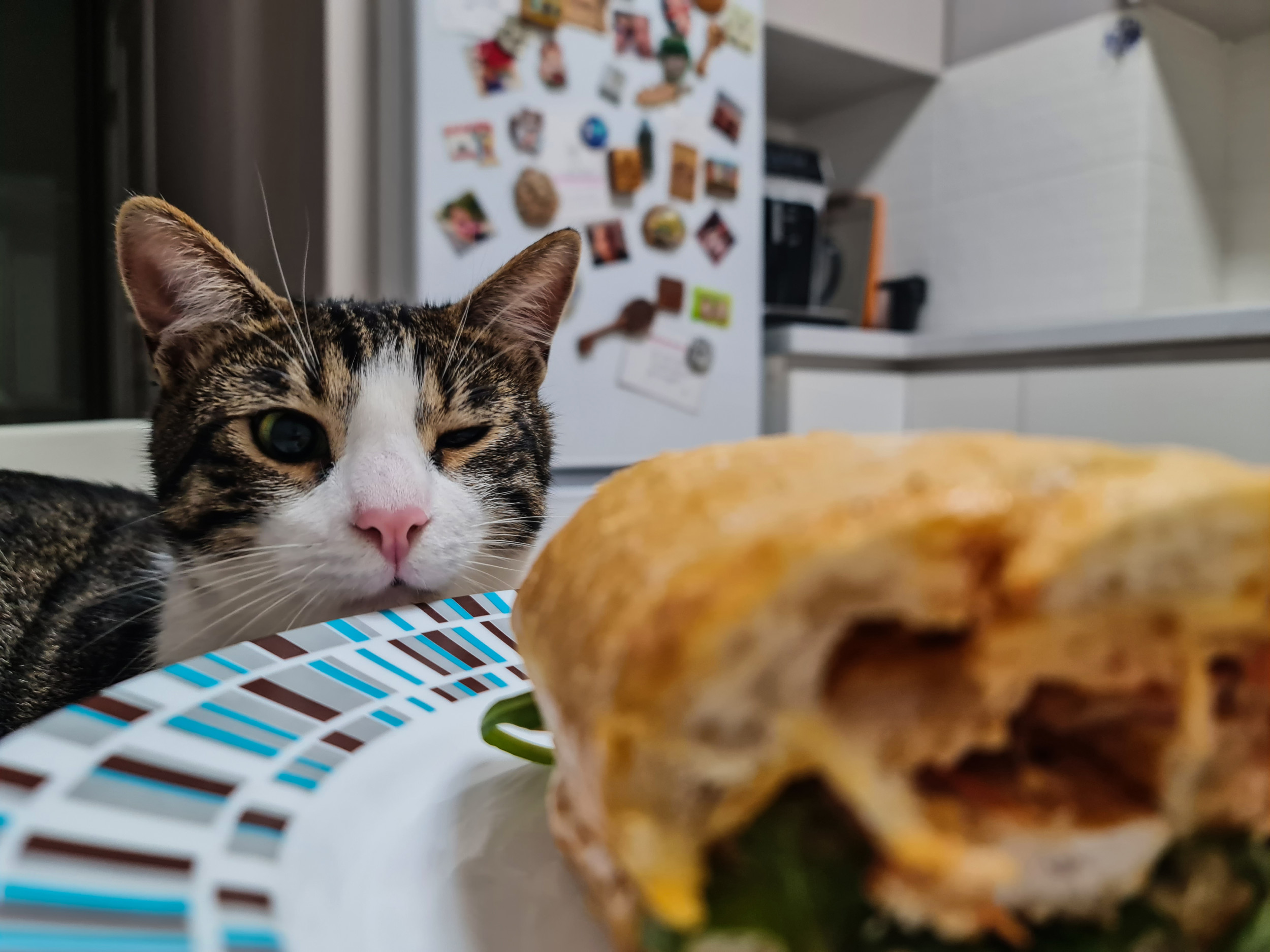 Hilarity at Cat’s ‘Subtle’ Way of Showing She Wants Owner’s Sandwich