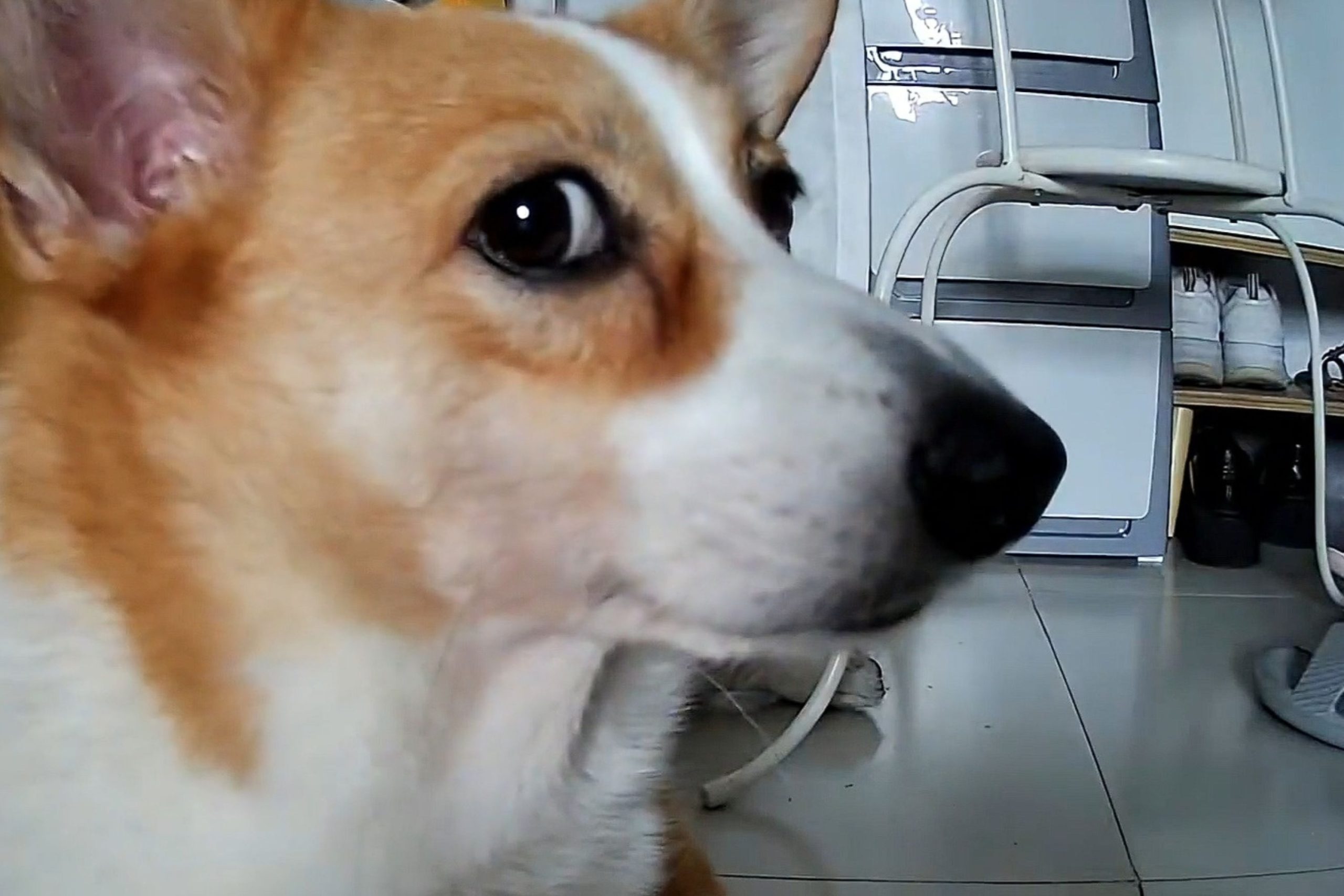 Owner Checks on Dog Home Alone—Can’t Cope With What Pet Cam Reveals