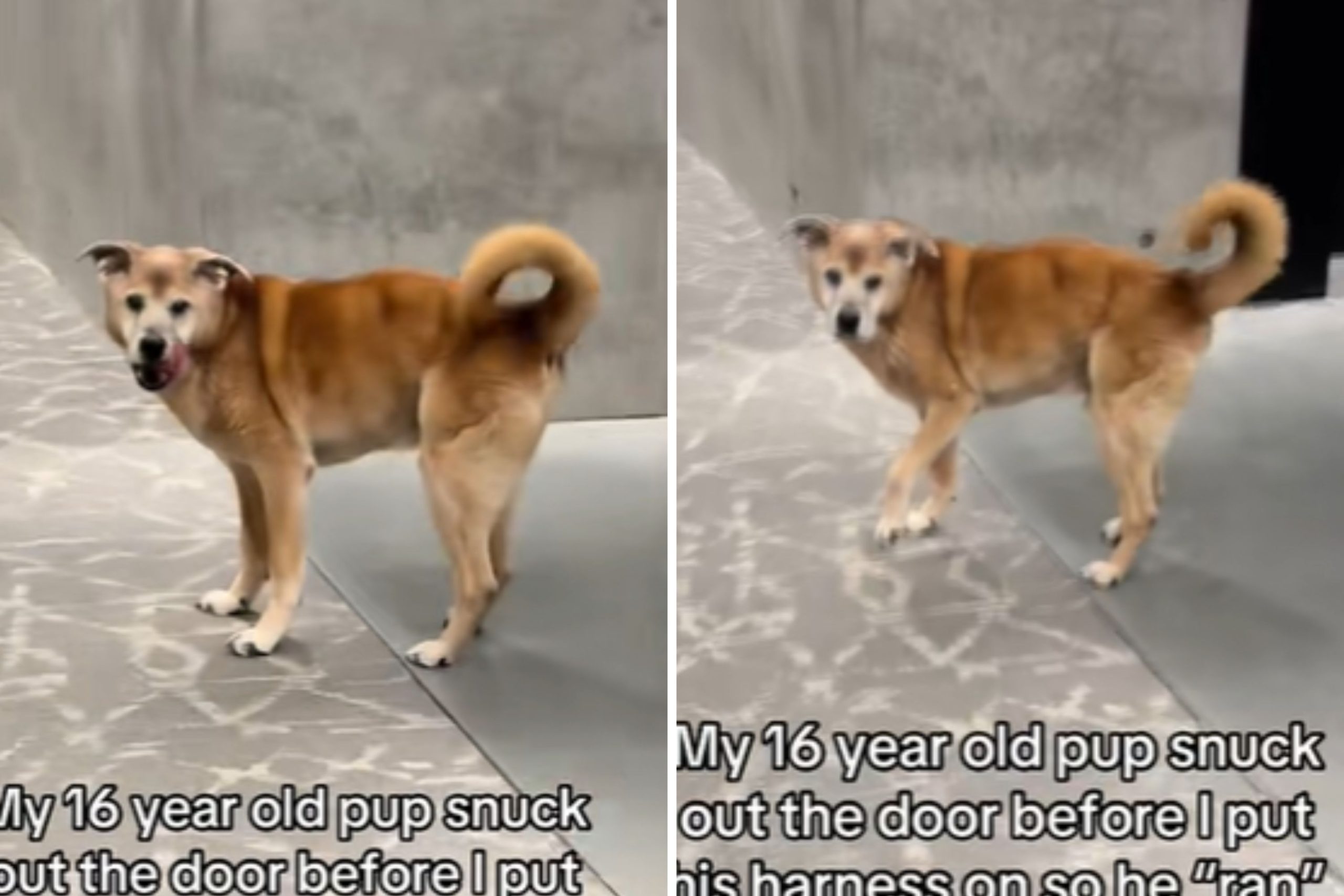 16-Year-Old Dog Escapes to Freedom—Hysterics Over His Reaction When Caught