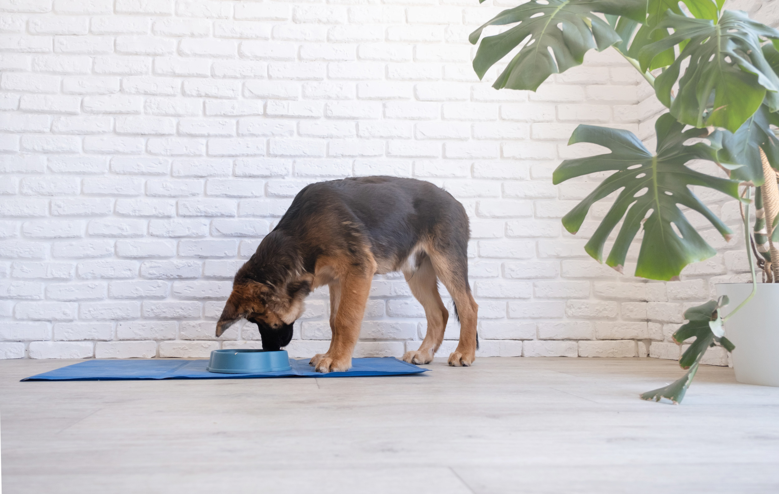 Way German Shepherd Puppy Drinks Their Water Has Internet in Stitches