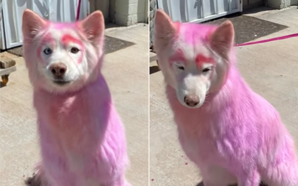 Senior Dog With Pink Fur Rescued, Heartbreak Over What Microchip Reveals