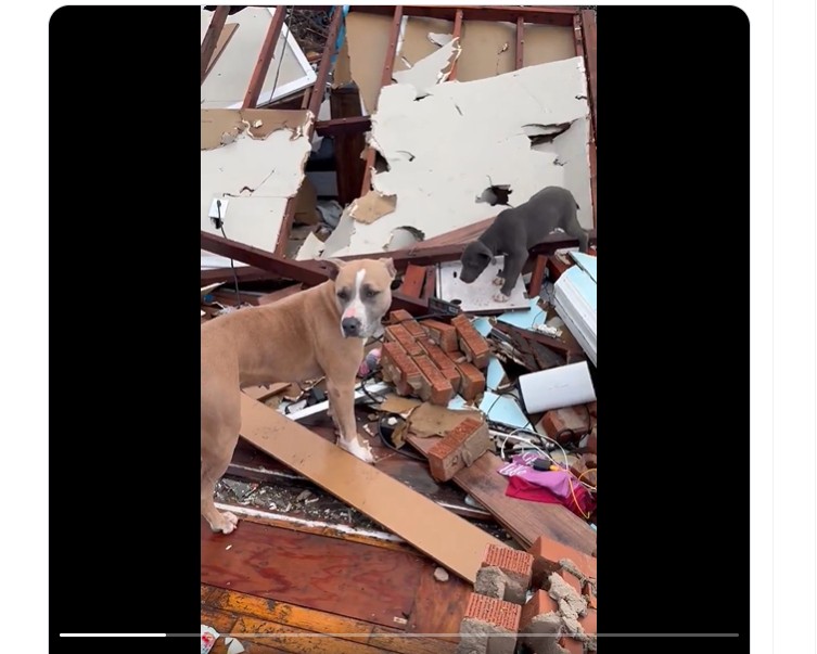 Mother Dog Reunites With Her Puppy After ‘Monster’ Arkansas Tornado