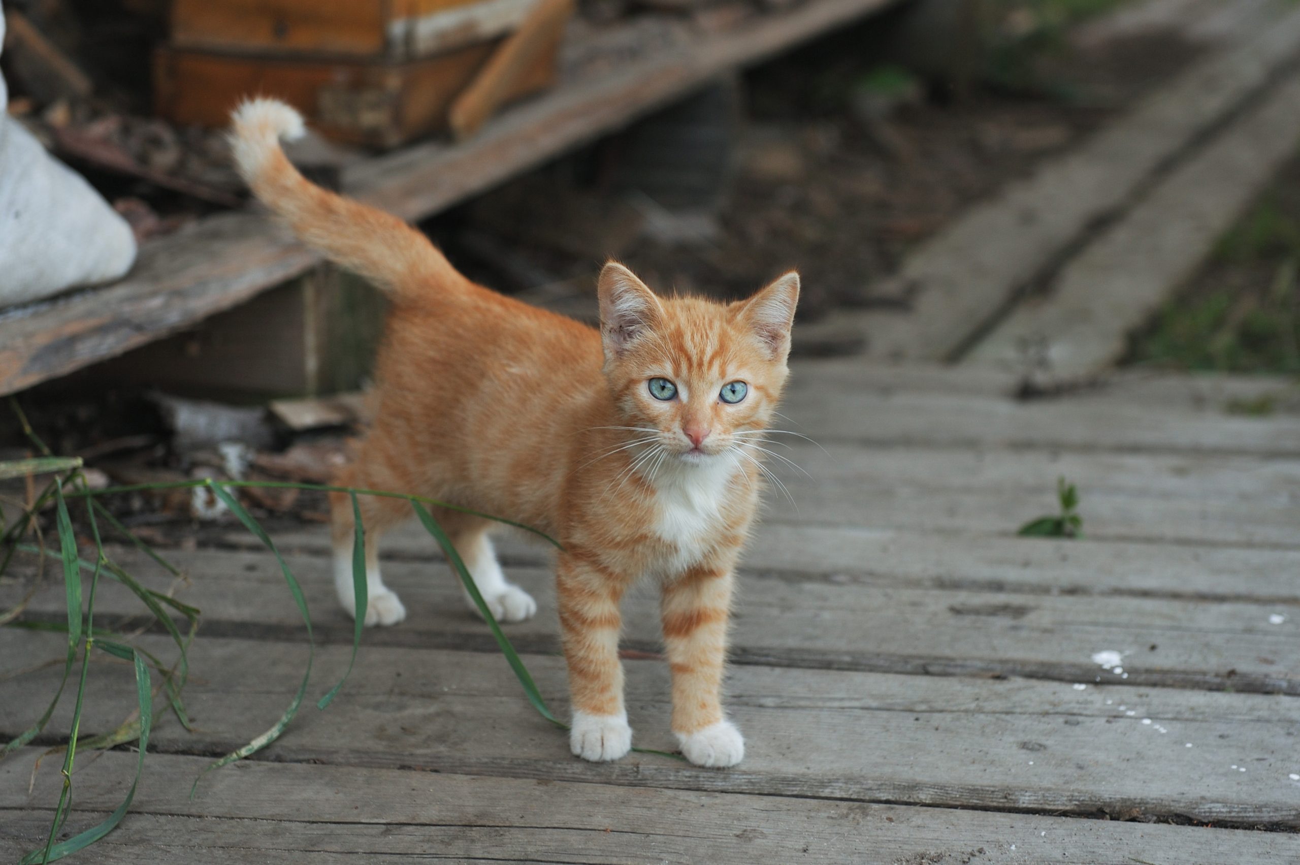 Should You Let Rescue Cats Go Outside? Settling Viral Debate