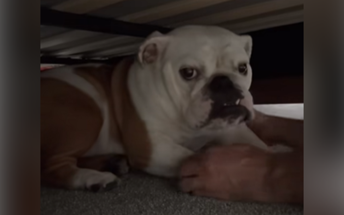Laughter at What Dog Does ‘Every. Single. Night.’ at 10, Under the Bed