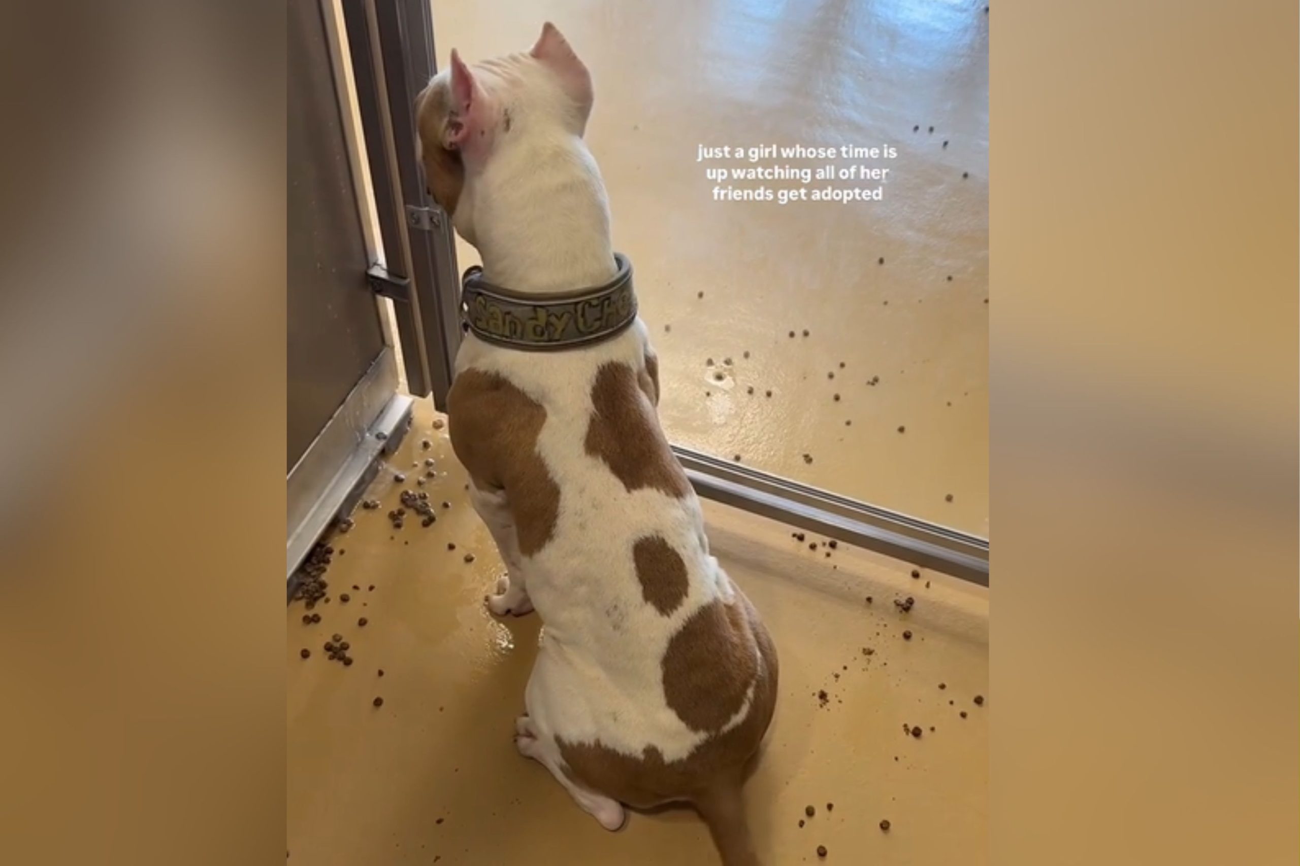 Heartbreak for Shelter Dog Whose ‘Time Is Up’ Watches Friends Get Adopted