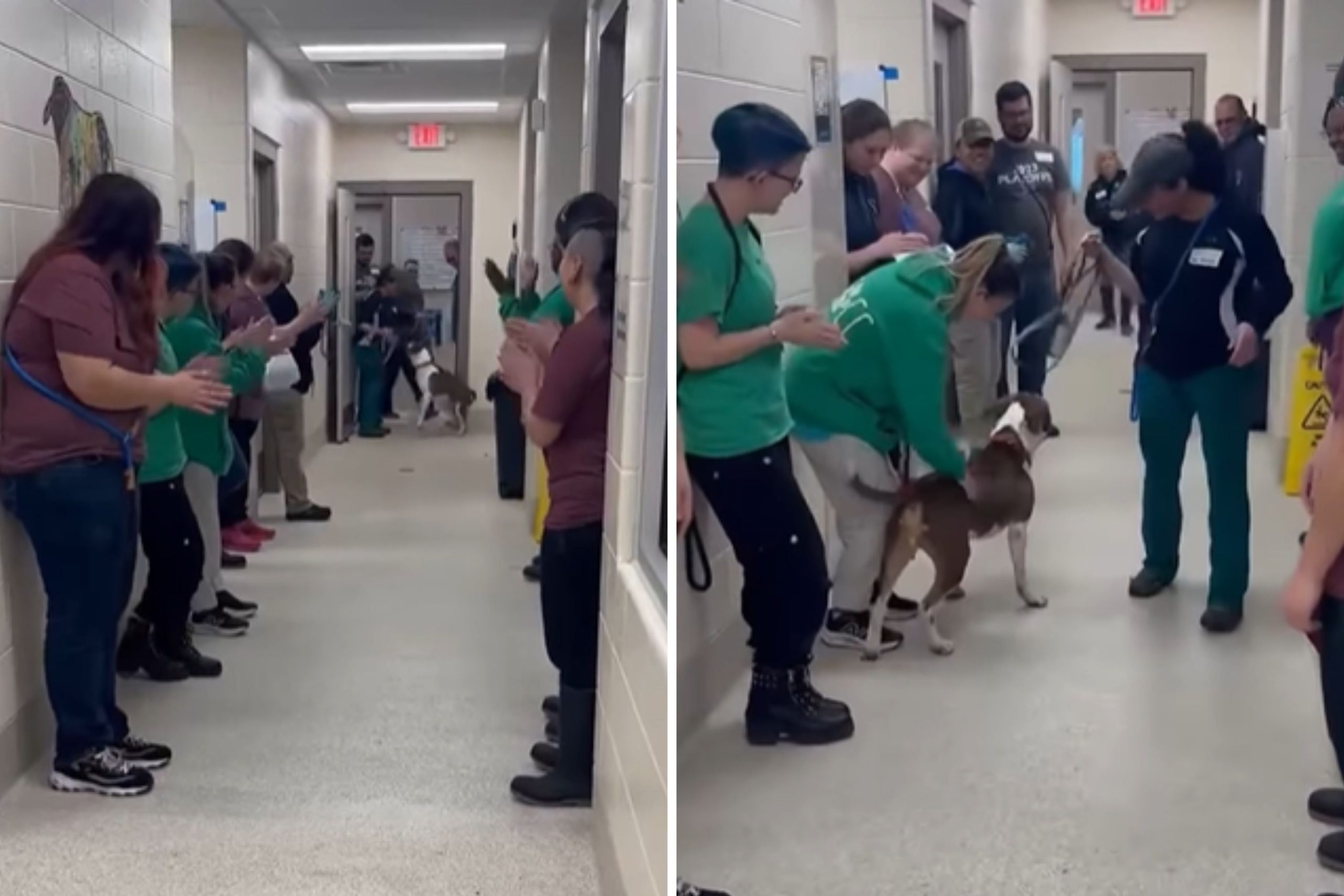 Shelter Dog Can’t Contain Excitement As He’s Finally Adopted After 683 Days