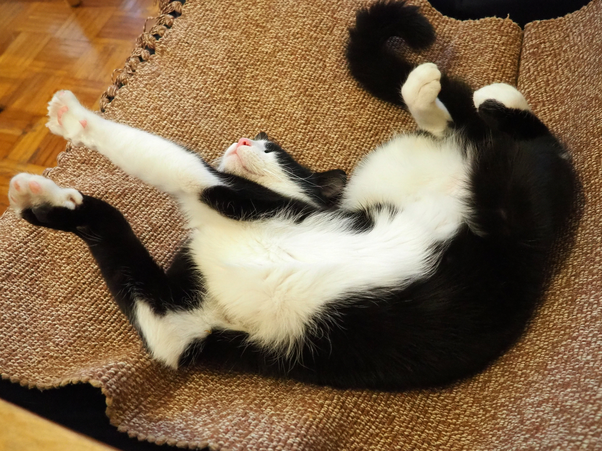 Laughter As Owner Returns Home To Find Cat Waiting—but There’s a Problem