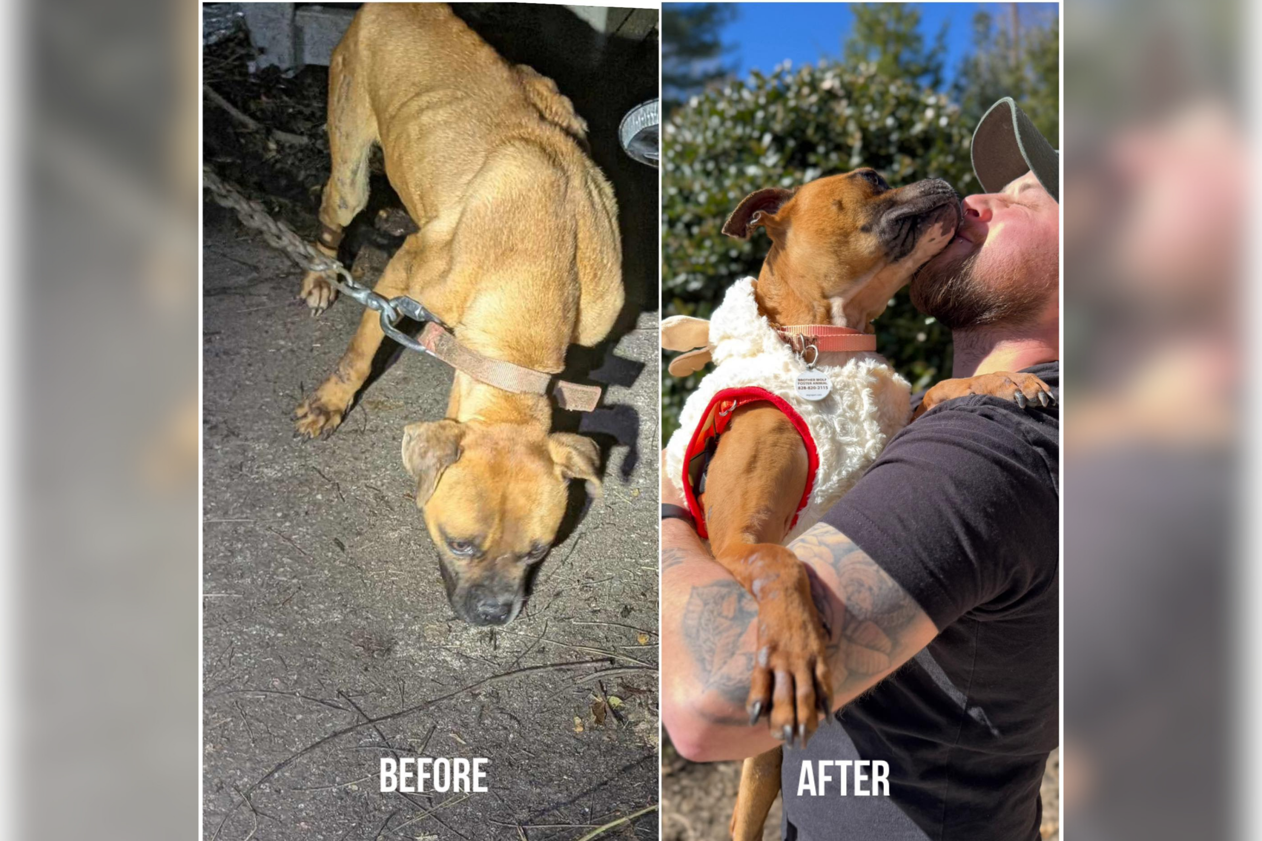 Chained Dog’s World Was a 6-Foot Circle—Then Someone Showed Her Love