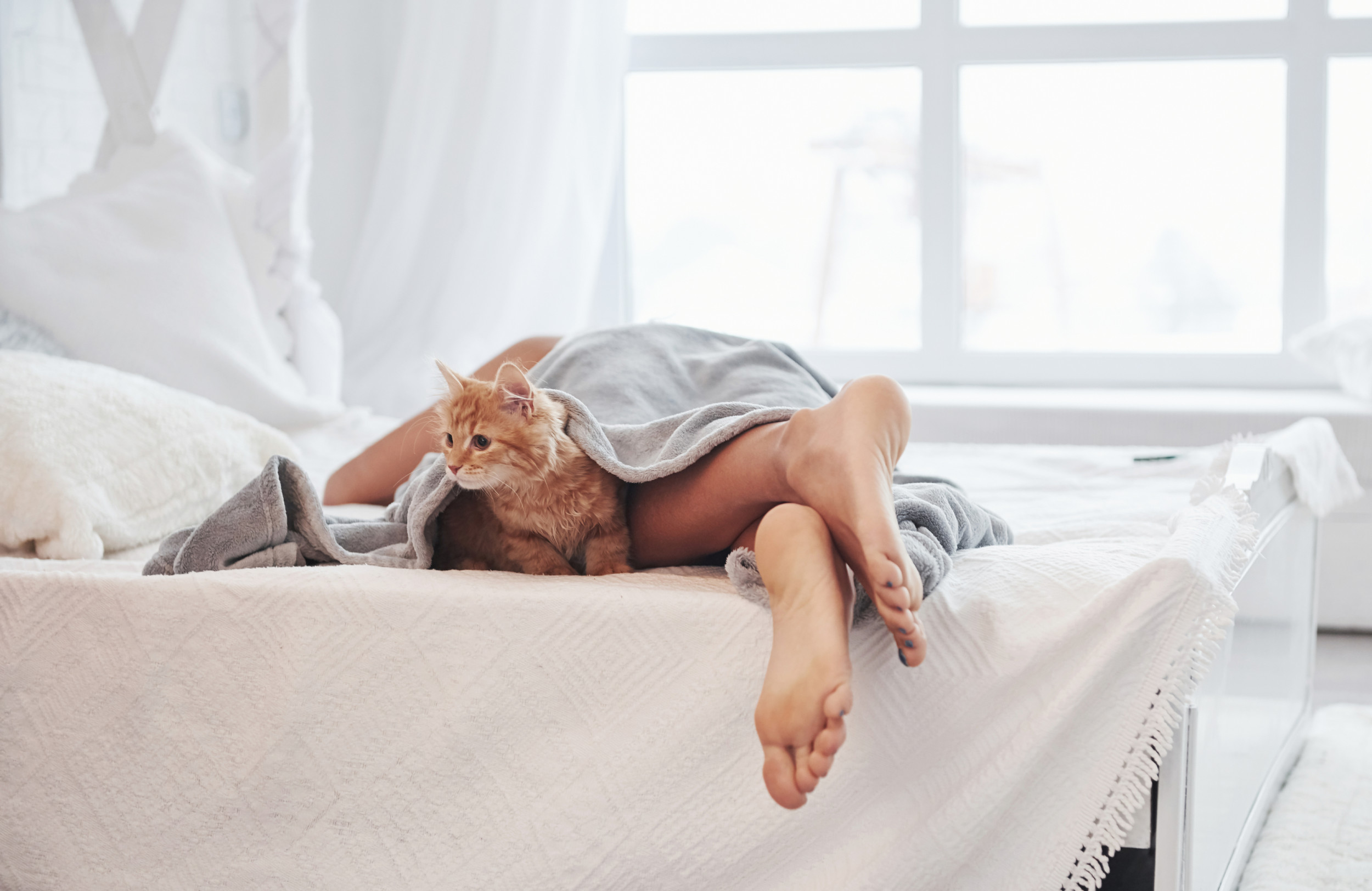 Owner Sets Up Pet Cam, Unprepared for What Kitten Does While She Sleeps