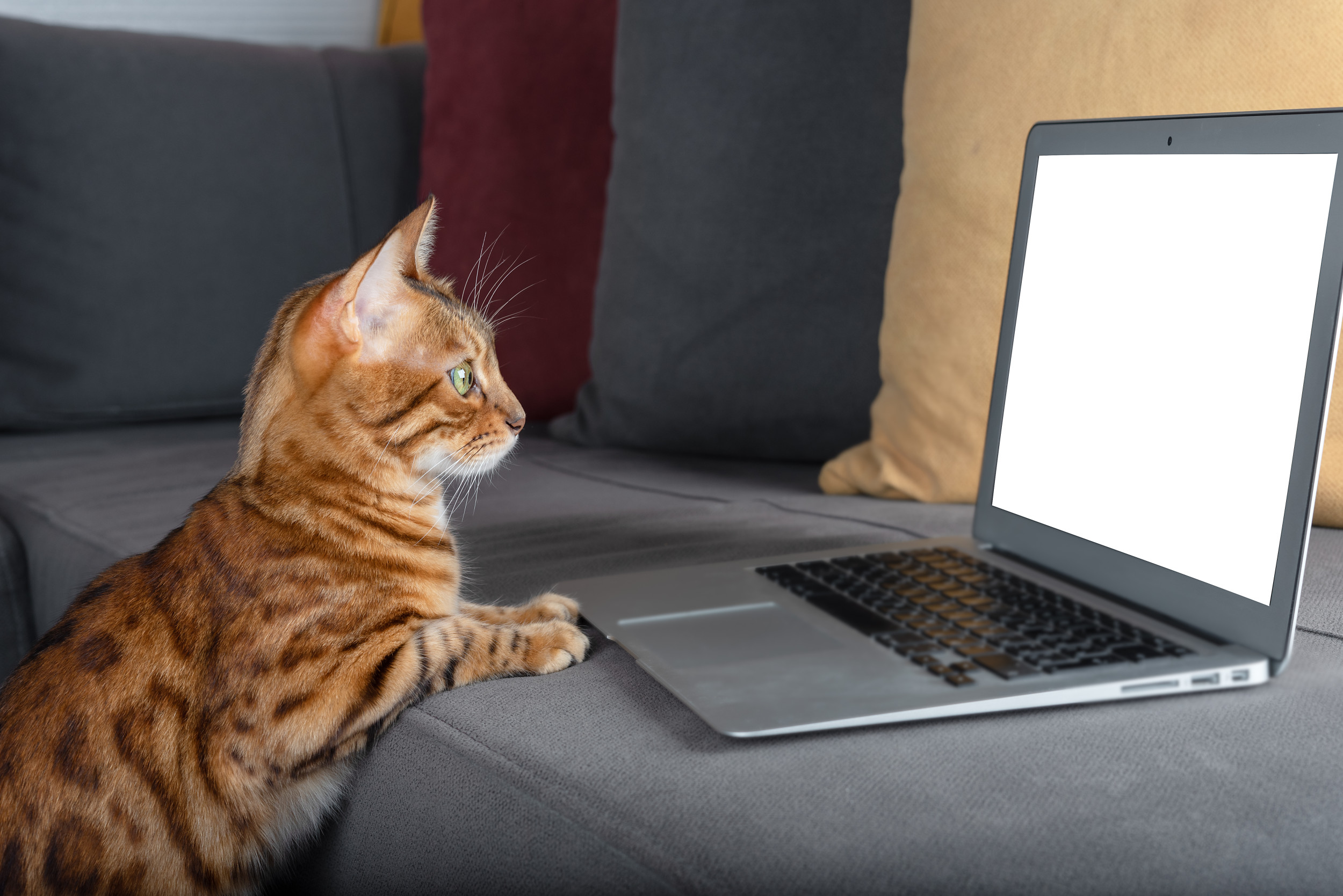 Tears at Cat’s Reaction Seeing Late Friend on Screen—’Will Never Recover’