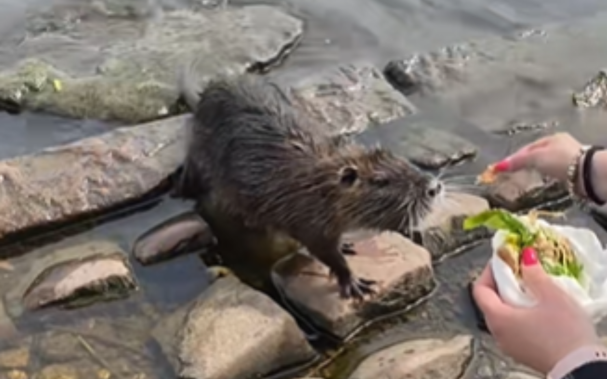 Tourist Thought She Was Feeding a ‘Friendly’ Beaver—Then Discovered Truth