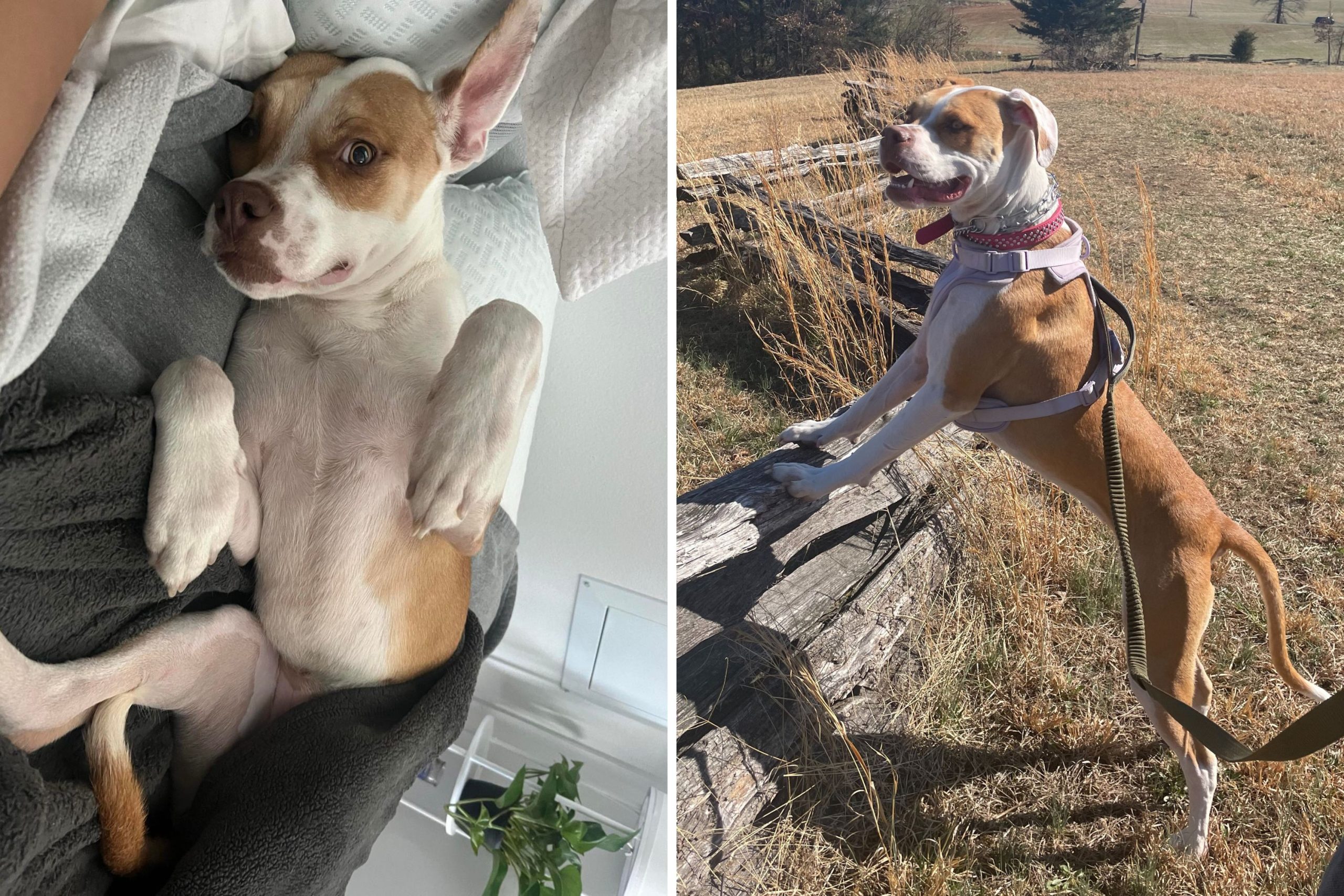 Owner Feels Bump in Rescue Dog’s Leg, Leads Them To Uncover Horrific Past