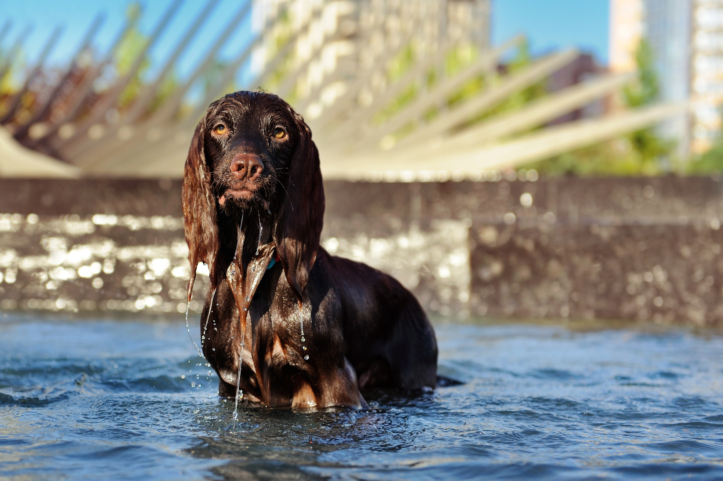 Owner Takes Dog to Ocean—Internet Can’t Cope With His Confused Response