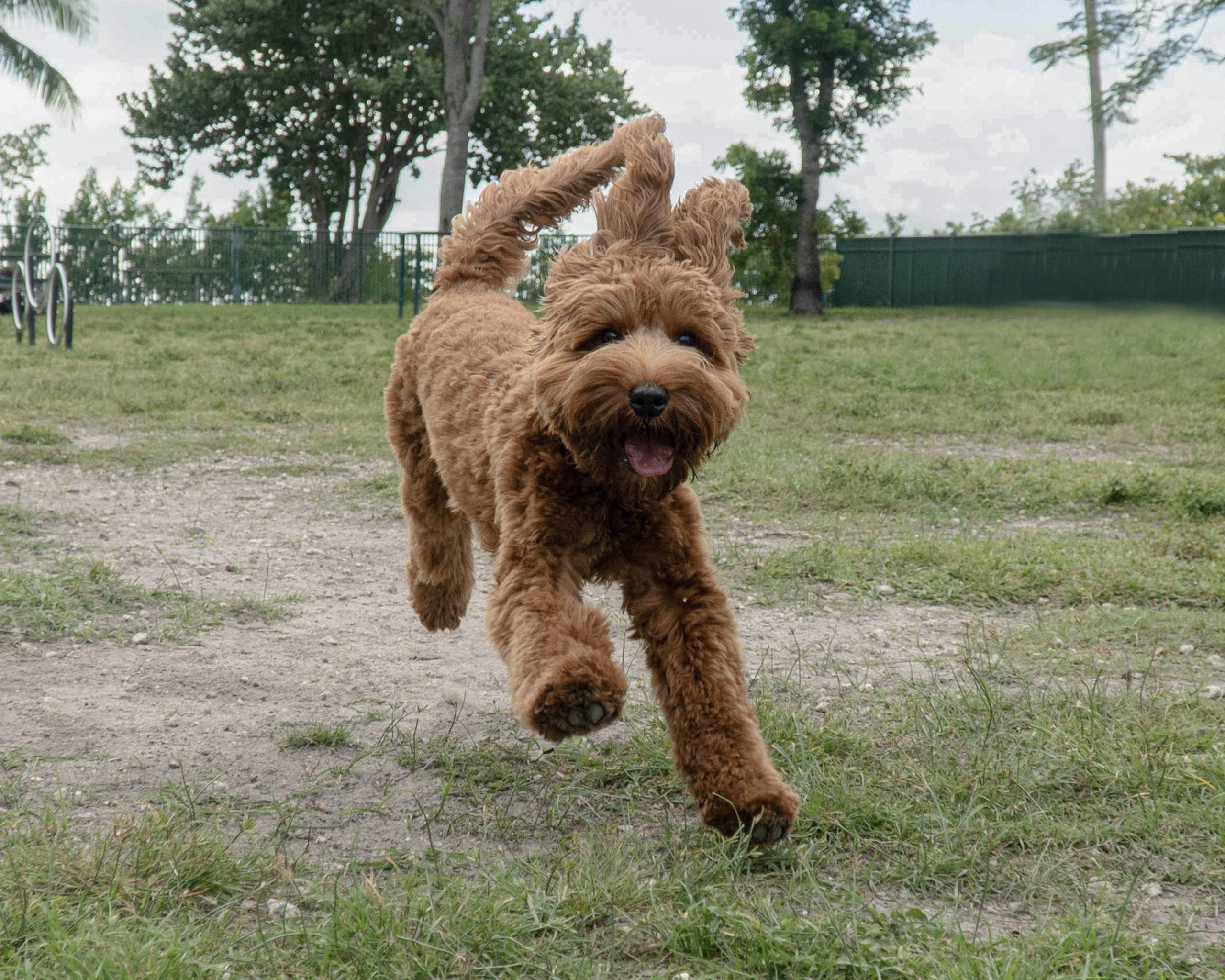 Mini Goldendoodle Sees Owners After First Daycare Day—Reaction Says It All