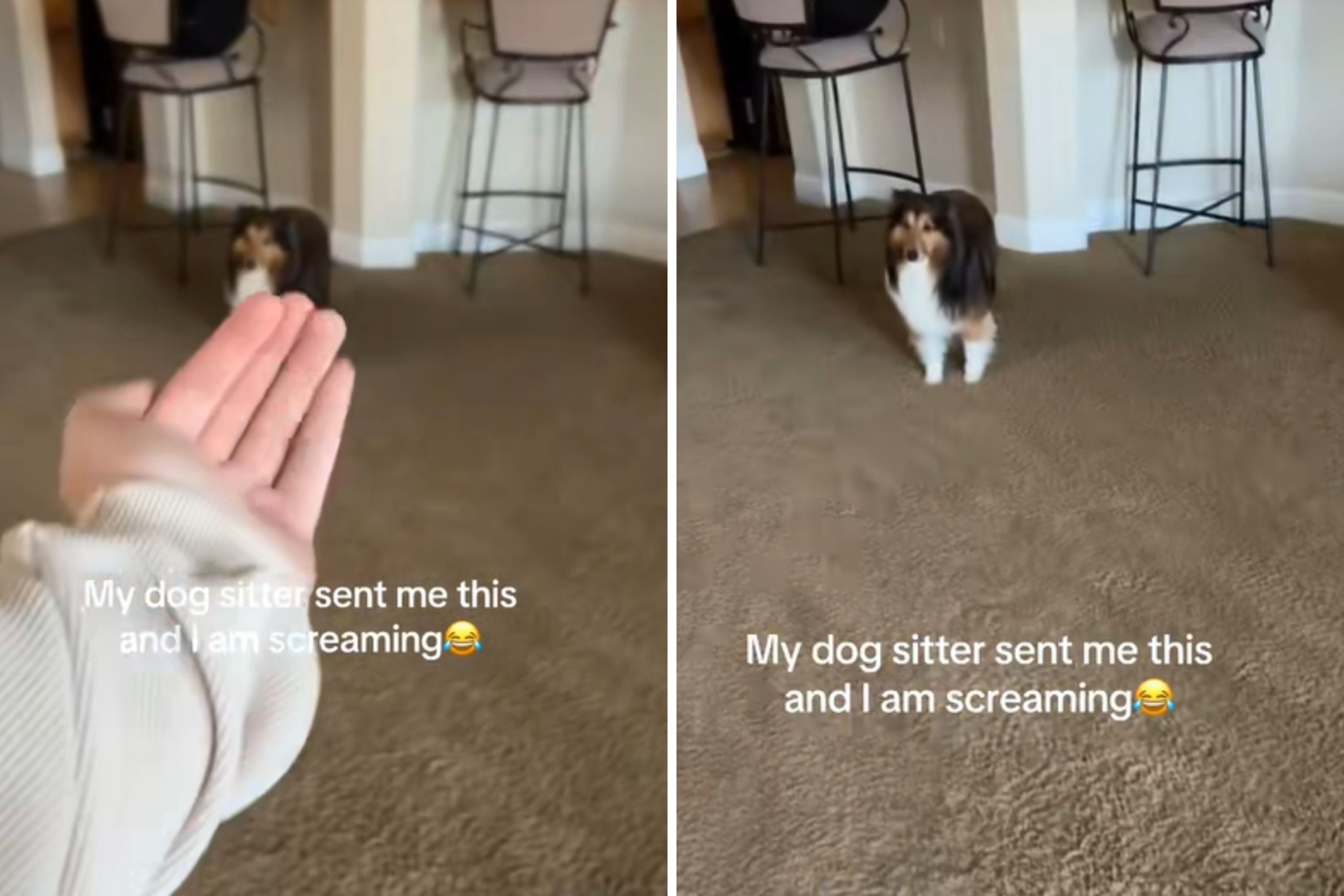 Woman Gets Sent Video From Dog Sitter, ‘Screaming’ at What She Sees