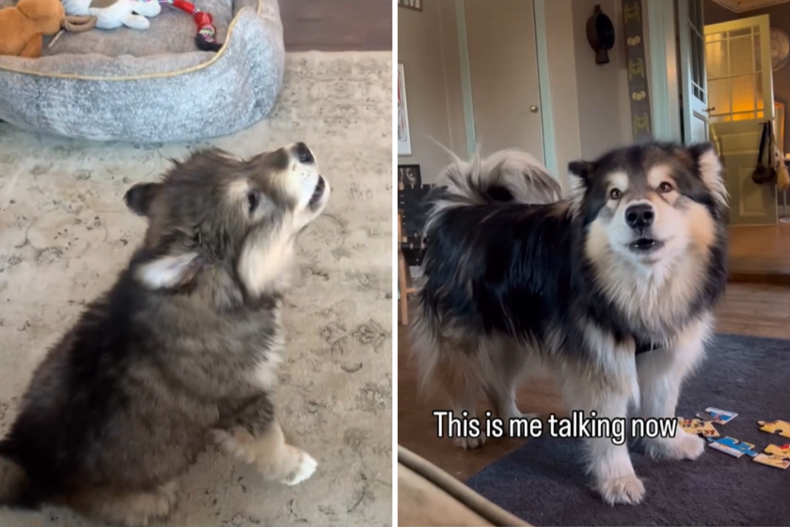 Malamute Puppy Perfecting Her Howl Melts Hearts Online: ‘Precious’