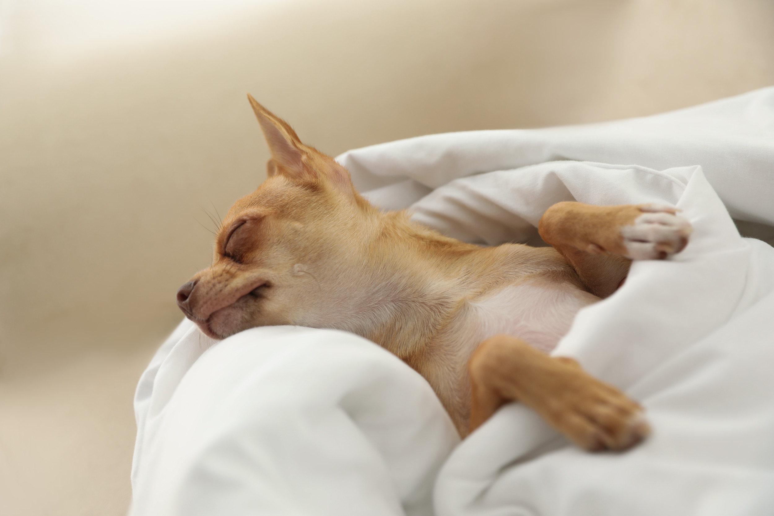Owner Receives Warning About Getting Chihuahua—Then Comes the Unexpected