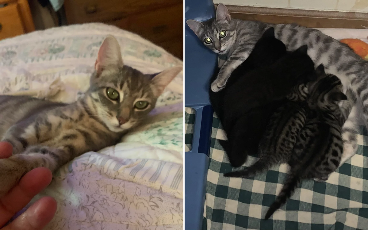 Neighbor Tells Woman She’s ‘Calling Animal Control’ Over New Cat’s Name