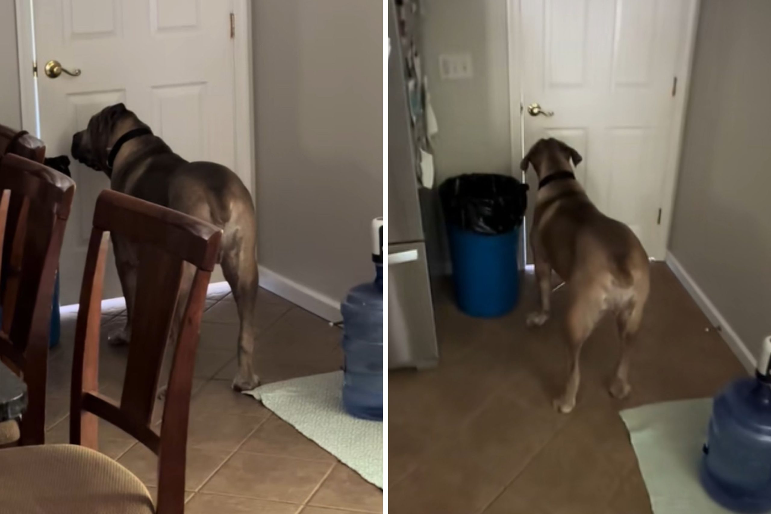 Internet Can’t Cope With What 140-Pound Dog Does When Owner Leaves House