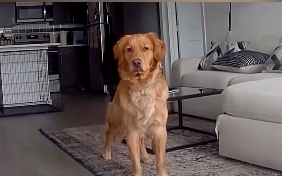 Man Calls to Golden Retriever via Ring Cam—Unprepared for What He Does Next