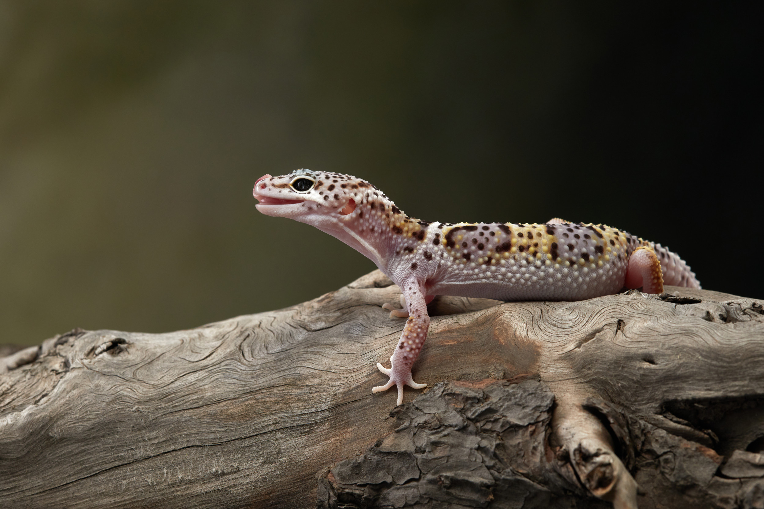 Gecko’s Sticky Toes Inspire Better Cancer Treatment