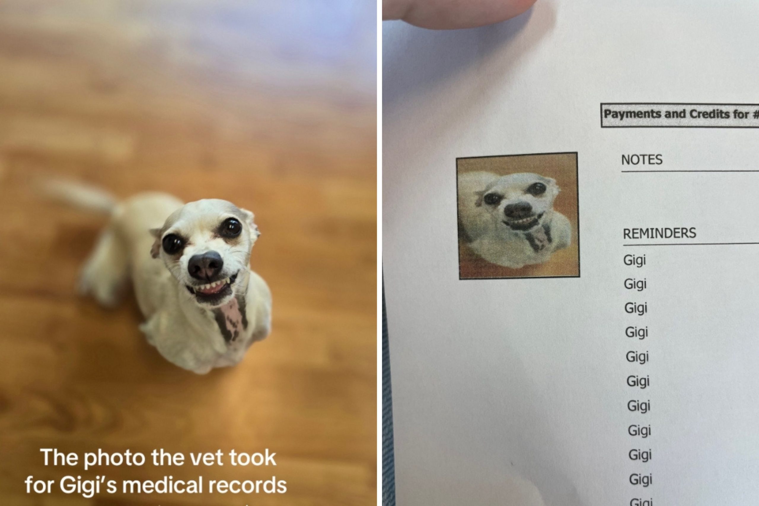 Owner Sees Dog’s Medical Records—Can’t Cope With Photo the Vet Used