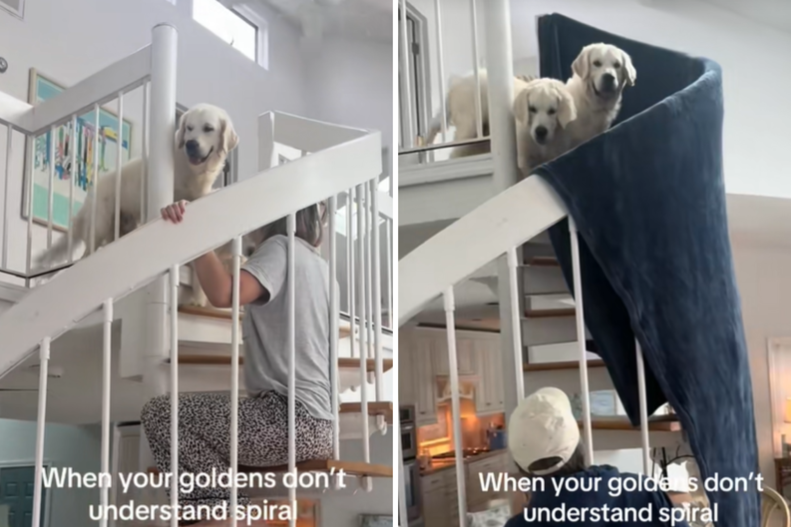 Golden Retrievers ‘Don’t Understand’ Spiral Steps—Owner Does the Unexpected