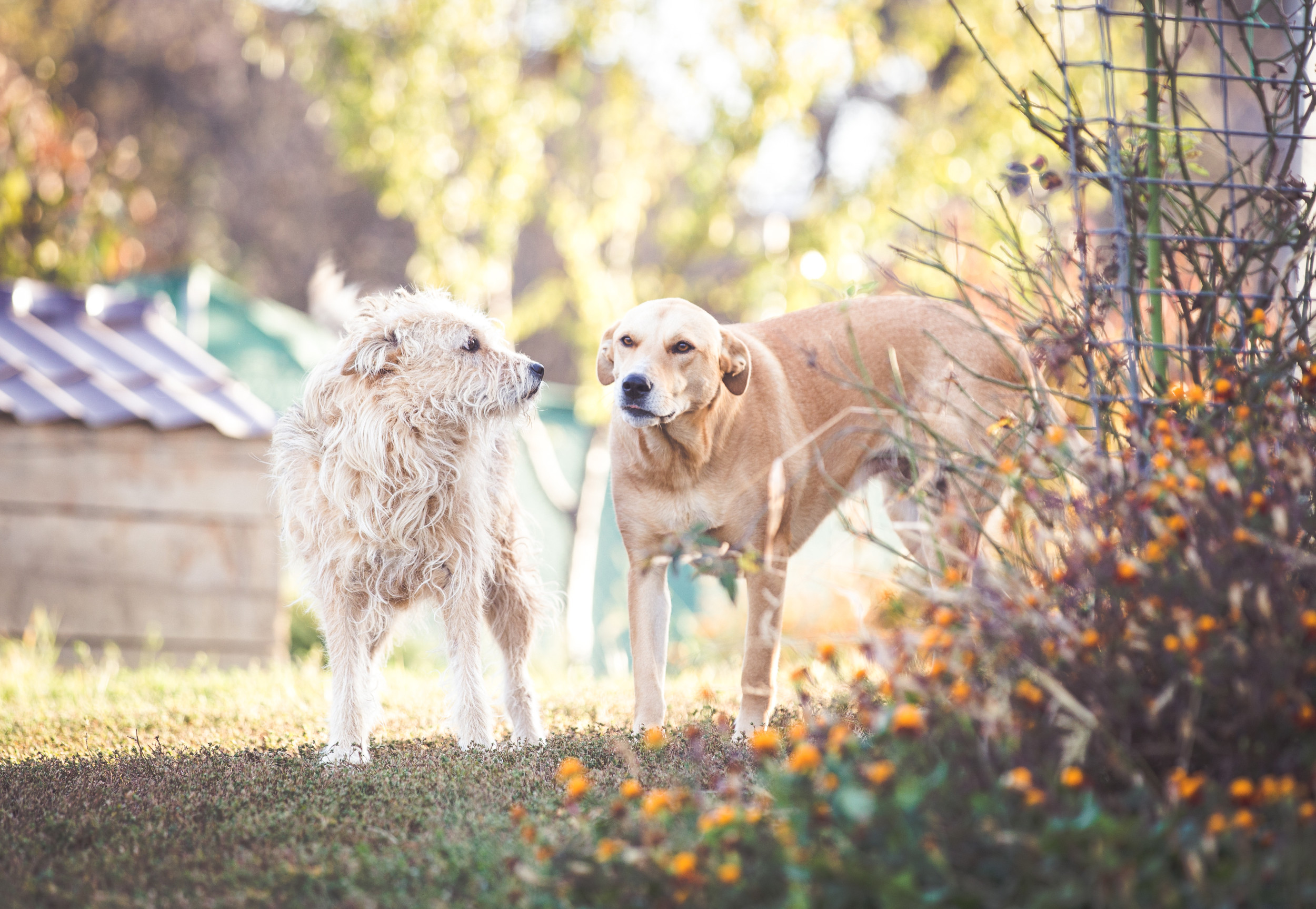 Woman Adopts Two Rescues, Captures Moment They Realize They’re Finally Safe