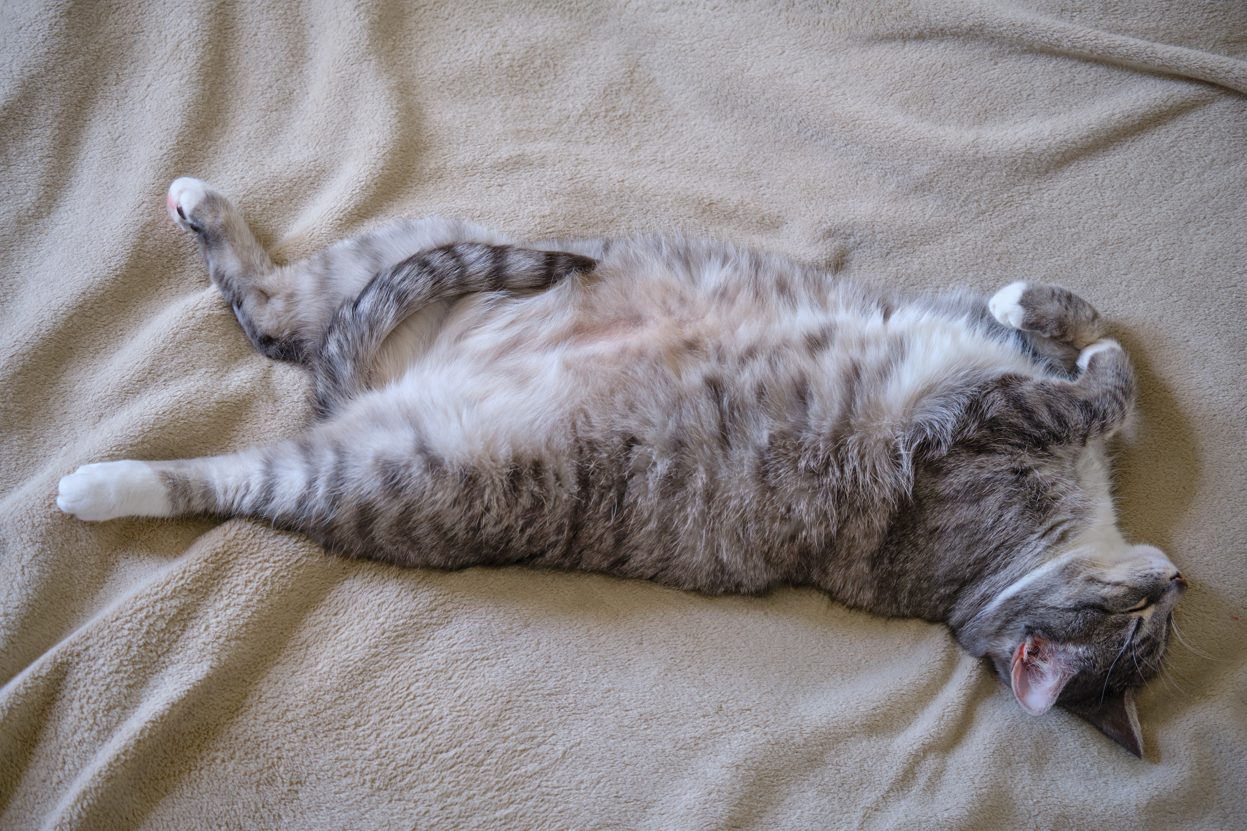 Spayed Cat’s Owner Sees Her Tummy Moving, Then Comes the Vet Diagnosis