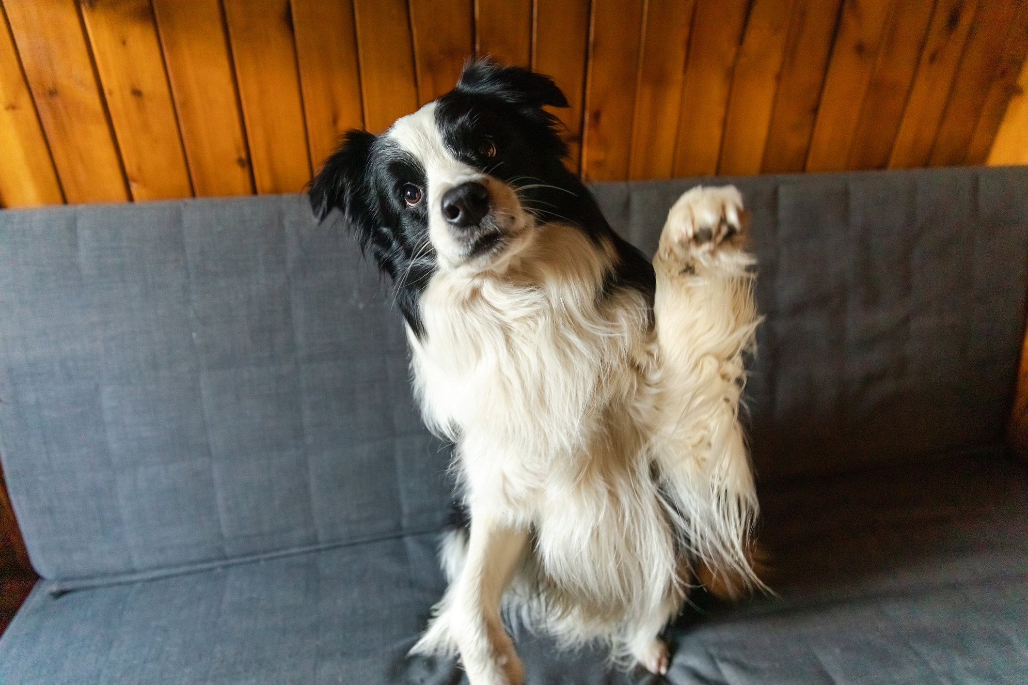Dog Desperate for Cuddles Not Allowed on the Couch—but He Has a Plan