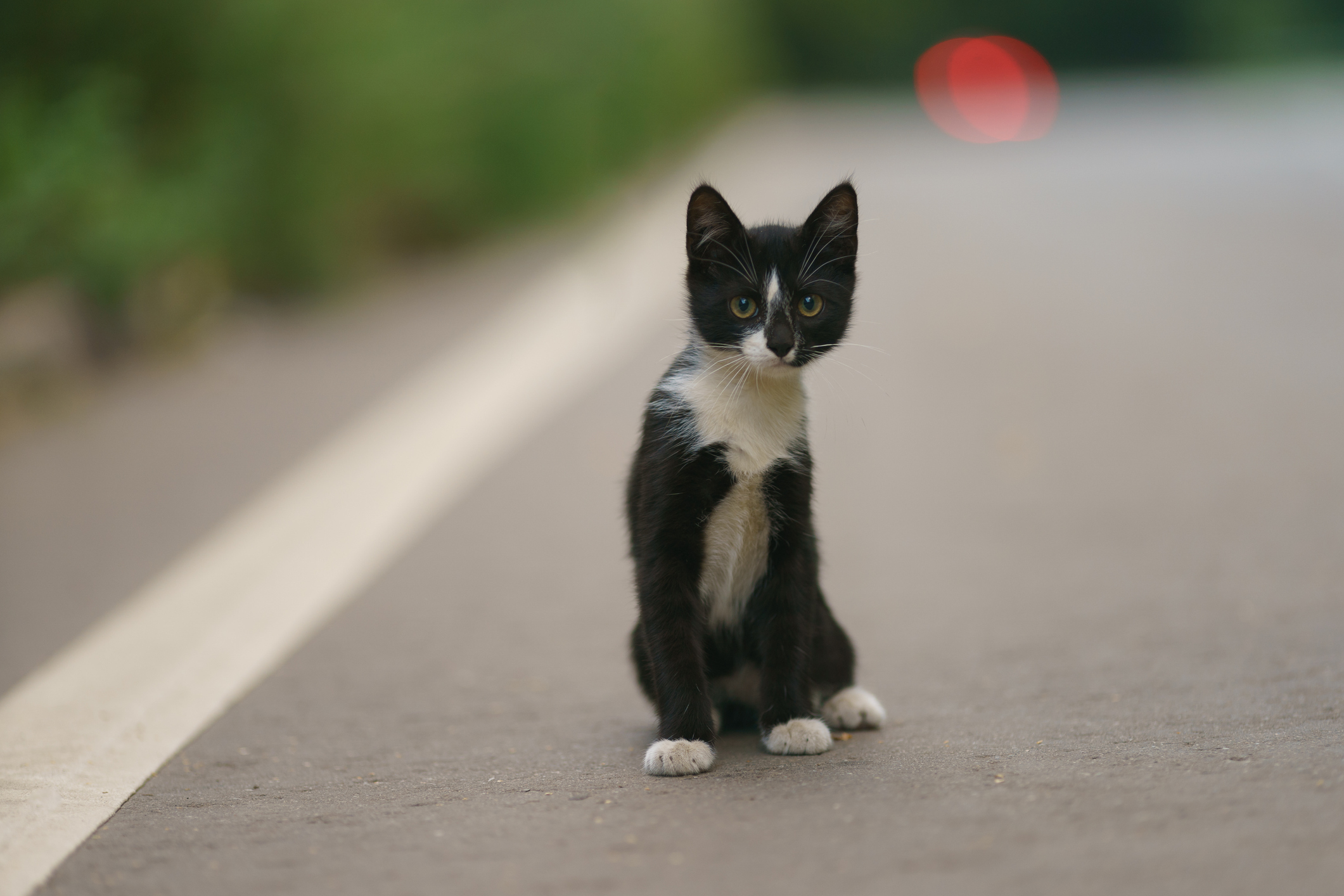 Passerby Tries To Save Kitten on Freeway—Horror at Reason They End Up in ER