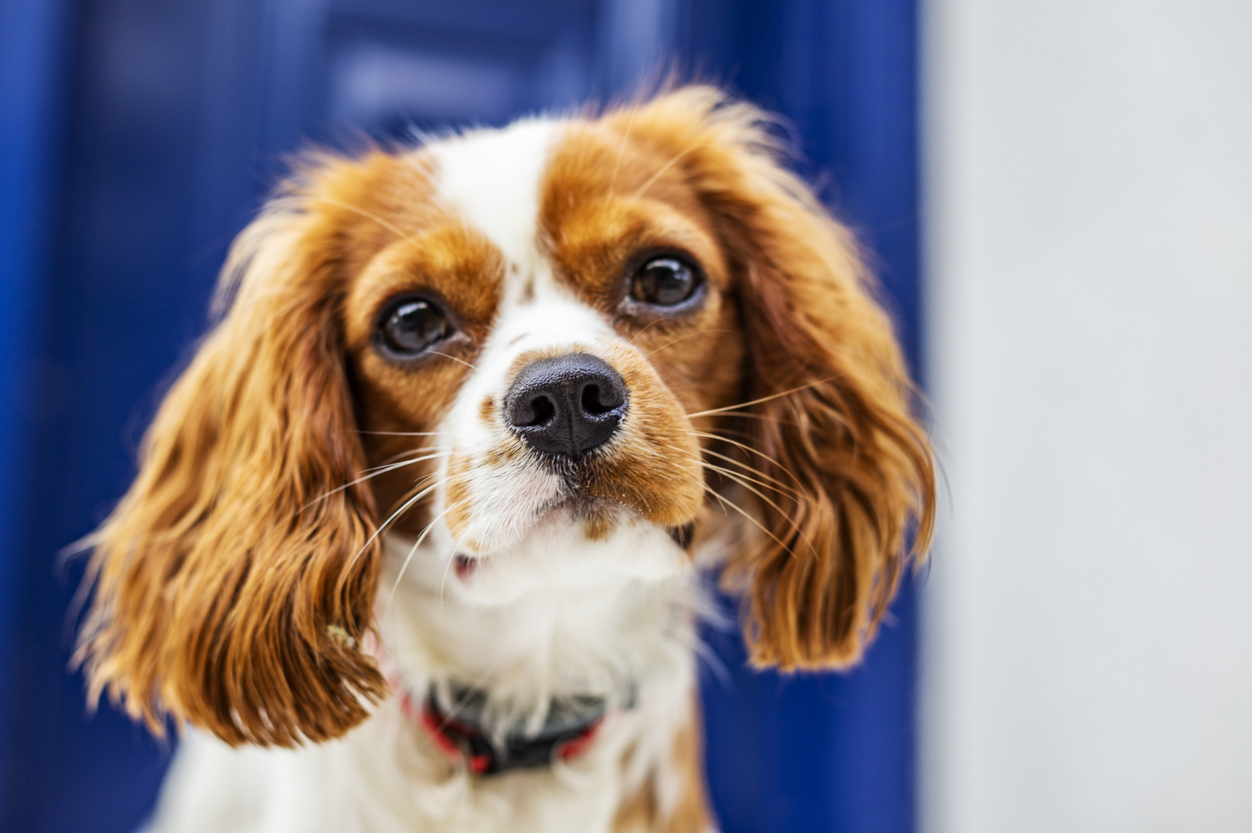 Woman Meets Man With the Same Dog—Now Every Date Includes All Four of Them