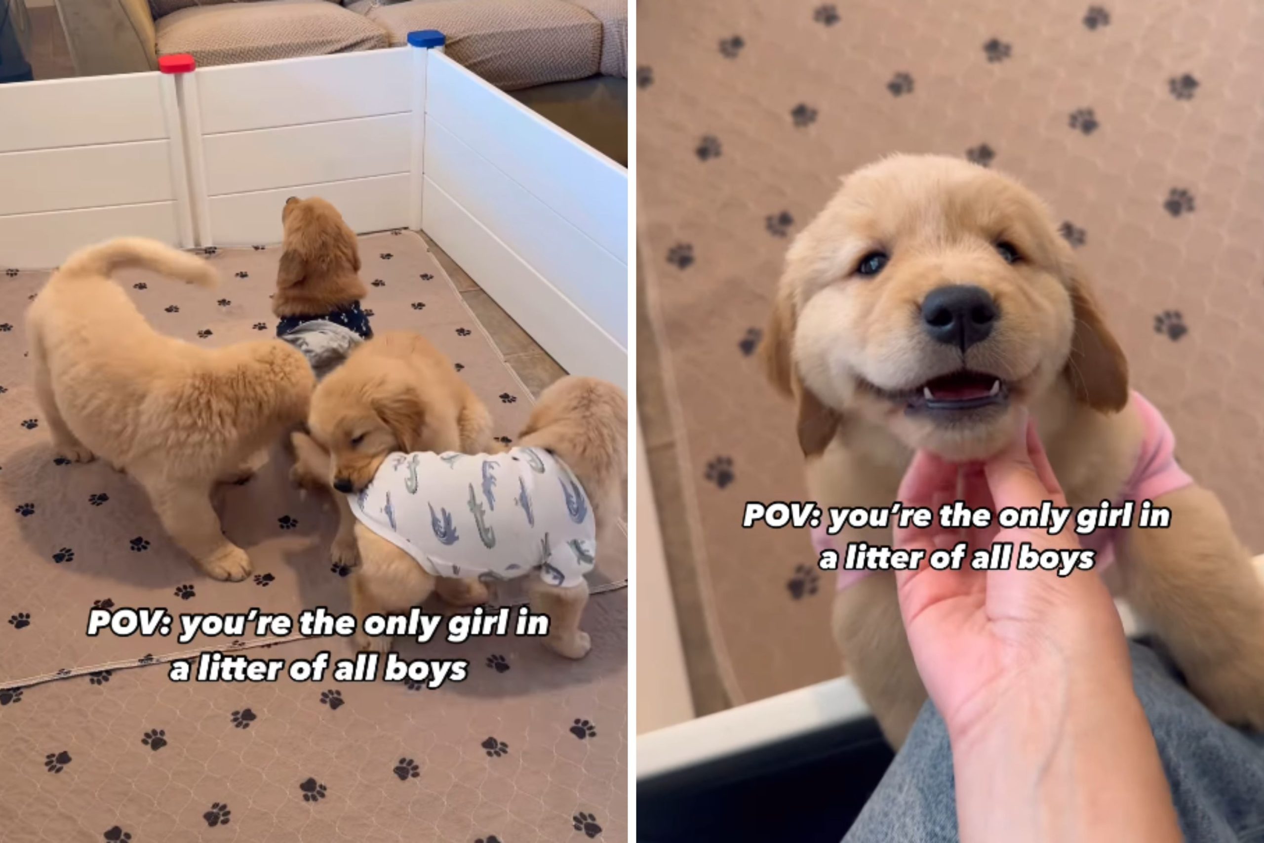 How Girl Golden Retriever Puppy Stands Out Among Boy Litter Melts Hearts