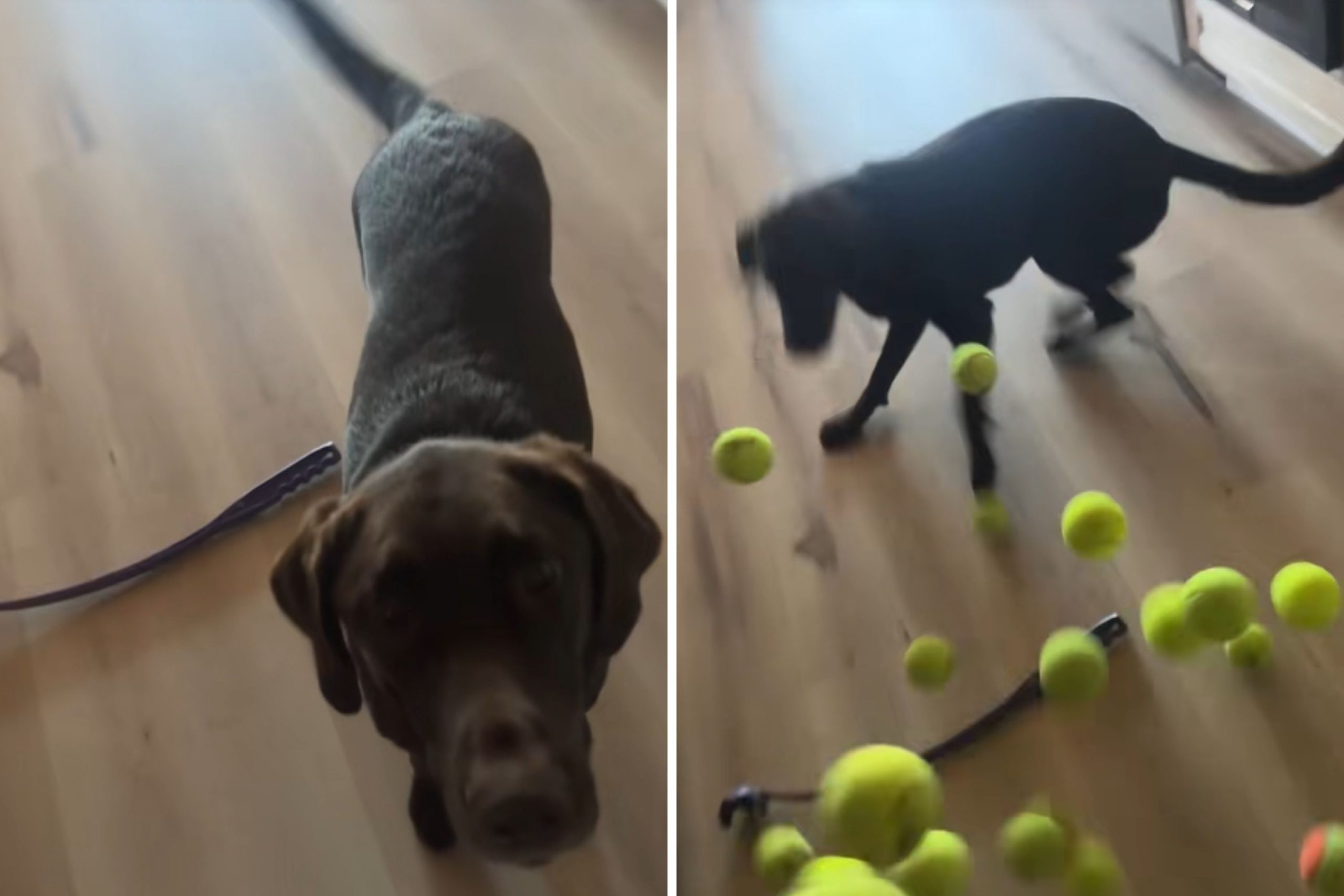 Woman Buys Box of Tennis Balls for ‘Obsessed’ Dog—Backfires Spectacularly